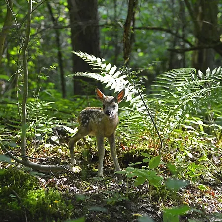 Biobetrieb Lippenhof *