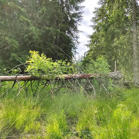 Biobetrieb Lippenhof Breitnau