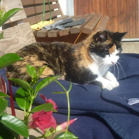 Biobetrieb Lippenhof Alojamento de Turismo Rural Breitnau